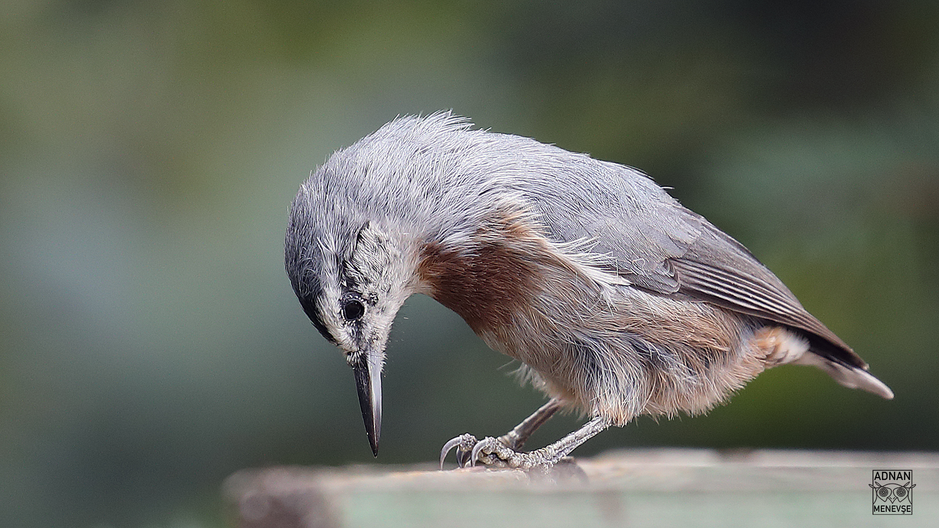 Krüper's Nuthatch